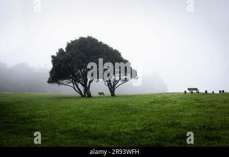 Alberi di Pohutukawa nella nebbia pesante. Panchine vuote sotto l'albero. Milford Beach Reserve, Auckland. Foto Stock