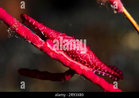 Rosy Spindle Snail, Phenacovolva rosea, nutrirsi di Whip Coral, ordine Alcyonacea, sito di immersione Batu Ringgit, Tulamben, Karangasem Regency, Bali, Indonesia Foto Stock