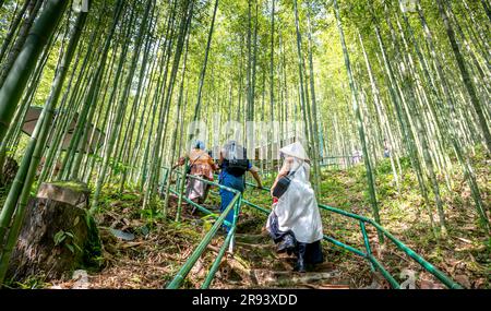 I turisti visitano la foresta di bambù nel comune di tu le, il distretto di Van Chan, la provincia di Yen Bai, il Vietnam Foto Stock