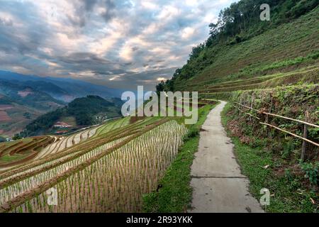 Il sentiero attraversa risaie a terrazze a Mu Cang Chai, provincia di Yen Bai, Vietnam Foto Stock