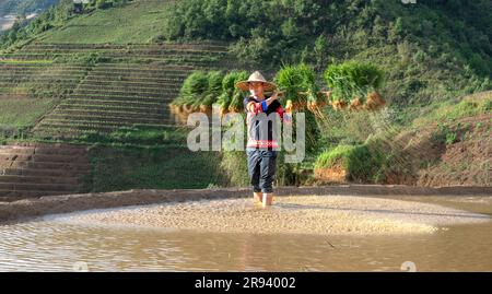Un giovane di etnia H'Mong che porta alberelli di riso al gelsomino da coltivare nelle risaie di Mu Cang Chai, provincia di Yen Bai, Vietnam. Foto Stock