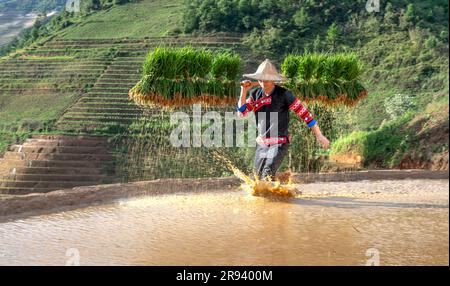 Un giovane di etnia H'Mong che porta alberelli di riso al gelsomino da coltivare nelle risaie di Mu Cang Chai, provincia di Yen Bai, Vietnam. Foto Stock
