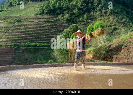Un giovane di etnia H'Mong che porta alberelli di riso al gelsomino da coltivare nelle risaie di Mu Cang Chai, provincia di Yen Bai, Vietnam. Foto Stock