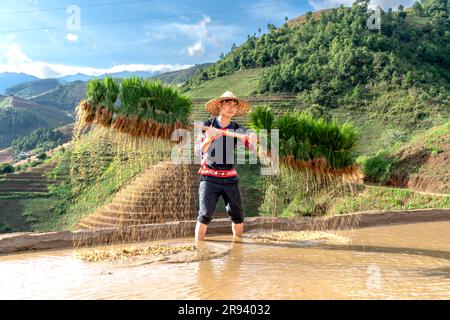 Un giovane di etnia H'Mong che porta alberelli di riso al gelsomino da coltivare nelle risaie di Mu Cang Chai, provincia di Yen Bai, Vietnam. Foto Stock