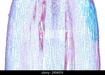 Stelo girasole, sezione longitudinale, micrografo 20X. Stelo di Helianthus annuus, al microscopio leggero. Colorazione di ematossilina-eosina. Foto Stock