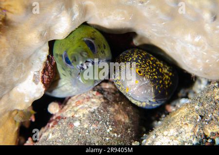 Fimbriated Moray Eel, Gymnothorax fimbriatus, and Snowflake Moray Echidna nebulosa, Sidem Dive Site, Tulamben, Karangasem Regency, Bali, indonesiani Foto Stock