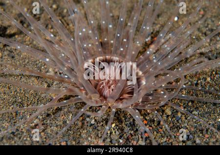 Tube Anemone, Cerianthus sp, on Sand, Bulakan Dive Site, Tulamben, Karangasem Regency, Bali, Indonesia Foto Stock