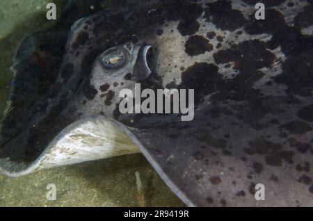 Stingray marmorizzato, Taeniura meyenis, in grotta, classificata come vulnerabile nella Lista Rossa IUCN, in quanto lenta riproduzione e minacciata dalla pesca commerciale Foto Stock