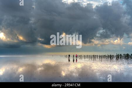I pescatori raccolgono le vongole sulla spiaggia durante la bassa marea a Diem Dien Beach, Thai Thuy Commune, Thai Binh Province, Vietnam Foto Stock