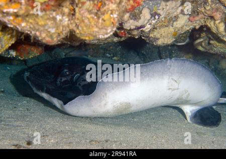 Stingray marmorizzato, Taeniura meyenis, in grotta, classificata come vulnerabile nella Lista Rossa IUCN, in quanto lenta riproduzione e minacciata dalla pesca commerciale Foto Stock