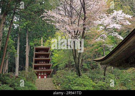 Pagoda a cinque piani e fiori di ciliegio Foto Stock