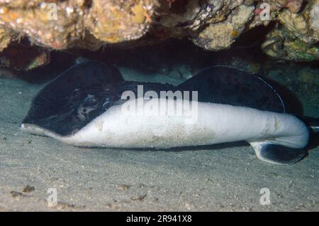 Stingray marmorizzato, Taeniura meyenis, in grotta, classificata come vulnerabile nella Lista Rossa IUCN, in quanto lenta riproduzione e minacciata dalla pesca commerciale Foto Stock