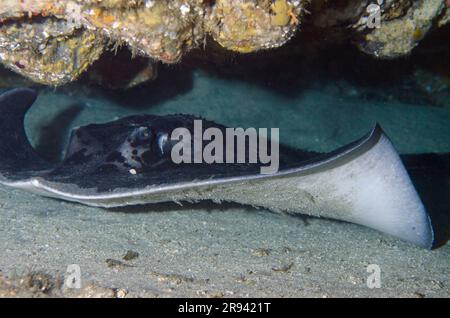 Stingray marmorizzato, Taeniura meyenis, in grotta, classificata come vulnerabile nella Lista Rossa IUCN, in quanto lenta riproduzione e minacciata dalla pesca commerciale Foto Stock