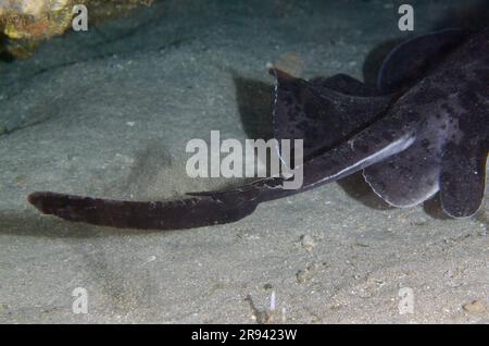 Marbled Stingray, Taeniura meyenis, classificato come vulnerabile nella Lista Rossa IUCN, in grotta, con dorso velenoso, responsabile dell'uccisione di personali televisivi Foto Stock