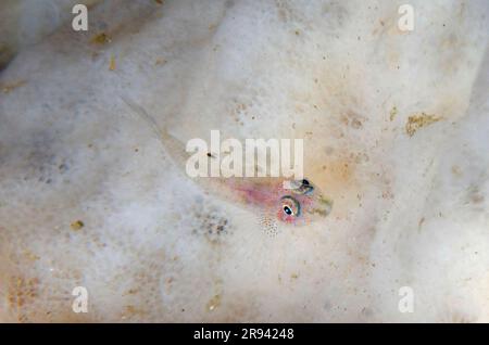 Ghostgoby, Pleurosicya sp, trasparente su spugna, Porifera Phylum, sito di immersione Gili Tepekong Canyon, Candidasa, Bali, Indonesia Foto Stock