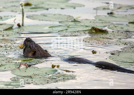 Nutria (Myocaster coypus) in un piccolo lago a Linden, Assia, Germania Foto Stock