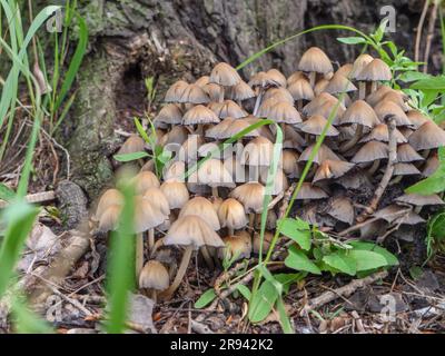Un grande ammasso di funghi velenosi di zolfo (Hypholoma fasciculare) con cappucci emisferici che crescono vicino alle radici del tronco dell'albero marcisce. Foto Stock