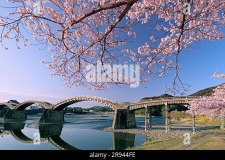 Ponte Kintai-bashi e fiori di ciliegio Foto Stock