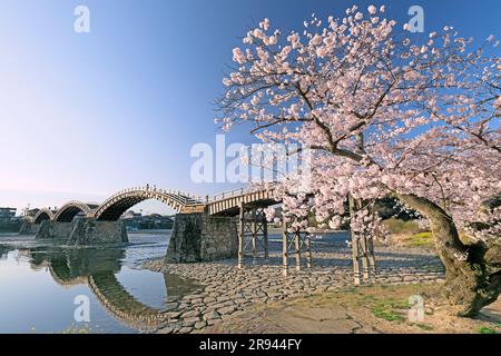 Ponte Kintai-bashi e fiori di ciliegio Foto Stock