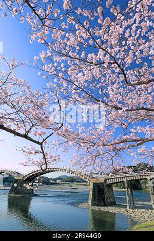 Ponte Kintai-bashi e fiori di ciliegio Foto Stock