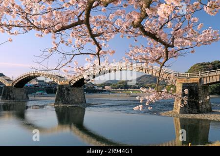 Ponte Kintai-bashi e fiori di ciliegio Foto Stock