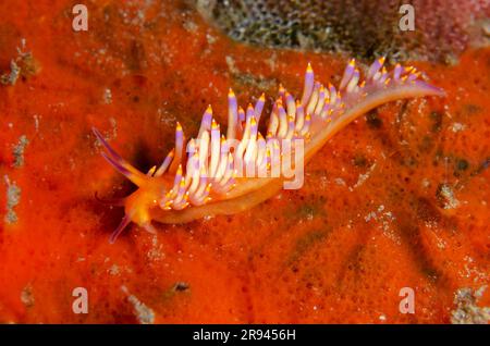 Reddish Flabellina Nudibranch, Flabellina poenicia, Jetty dive Site, Candidasa, Bali, Indonesia Foto Stock