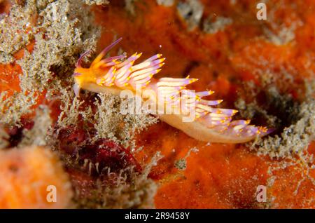 Reddish Flabellina Nudibranch, Flabellina poenicia, Jetty dive Site, Candidasa, Bali, Indonesia Foto Stock