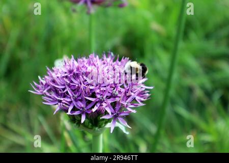 Un luminoso fiore viola Allium Sensation con un bumblebee in una giornata estiva Foto Stock