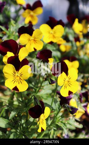 Un'estate luminosa, piccoli fiori di pancia giallo-viola in una giornata di sole Foto Stock