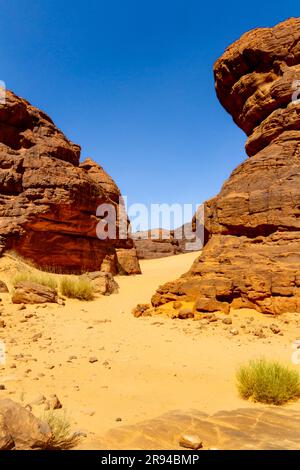Foresta di pietra. Formazioni rocciose in pietra arenaria e scogliere dalle forme sorprendenti. Montagne Tadrart. Altopiano di fiumi, parco nazionale Tassili N'Ajjer. Alger Foto Stock