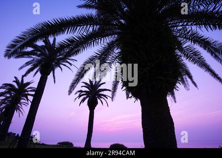 La costa di Nichinan di mattina Foto Stock