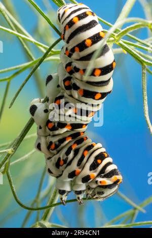 Bruco della farfalla a coda di rondine maltese (Papilio machaon subsp. melitensis) mangiare foglie di finocchio. Foto Stock