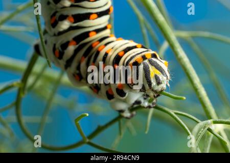 Bruco della farfalla a coda di rondine maltese (Papilio machaon subsp. melitensis) mangiare foglie di finocchio. Foto Stock