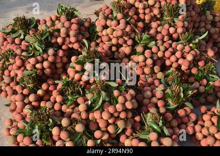 Alberi di litchi e stagione del raccolto di litchi nella provincia di Bac Giang, Vietnam. 열대 과일, トロピカルフルーツ, 热带水果, tropische Früchte, गर्म फल Foto Stock