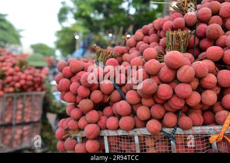 Alberi di litchi e stagione del raccolto di litchi nella provincia di Bac Giang, Vietnam. 열대 과일, トロピカルフルーツ, 热带水果, tropische Früchte, गर्म फल Foto Stock