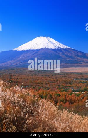 Silvergrass, Mt. Fuji e foresta di larici Foto Stock