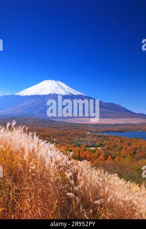 Silvergrass, Mt. Fuji e foresta di larici Foto Stock