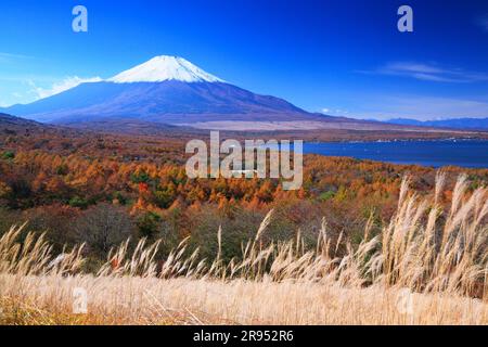 Silvergrass, Mt. Fuji e foresta di larici Foto Stock