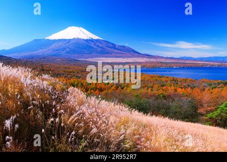 Silvergrass, Mt. Fuji e foresta di larici Foto Stock