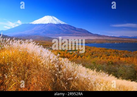 Silvergrass, Mt. Fuji e foresta di larici Foto Stock