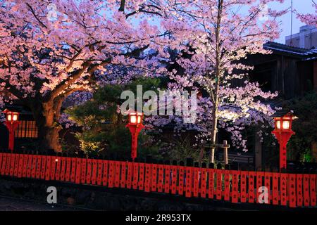 Fiori di ciliegio illuminati a Gion Shirakawa Foto Stock