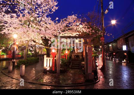 Fiori di ciliegio illuminati a Gion Shirakawa Foto Stock