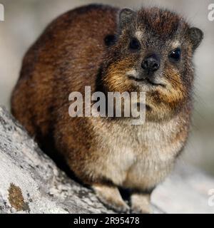 Hyrax roccioso in piedi su un masso di granito sulla cima della Table Mountain. Foto Stock