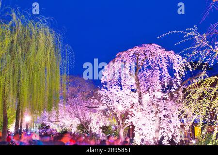 Fiume Shirakawa a Gion con fiori di ciliegio Foto Stock