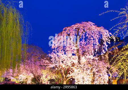 Fiume Shirakawa a Gion con fiori di ciliegio Foto Stock