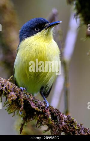 Todirostrum cinereum (Todirostrum cinereum) dal parco nazionale Piedras Blancas Foto Stock