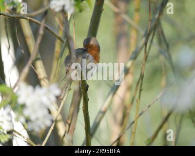 Un robin europeo arroccato su un ramo di albero. Foto Stock