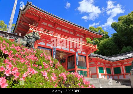 Santuario Yasaka in verde fresco Foto Stock