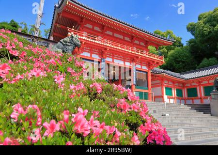 Santuario Yasaka in verde fresco Foto Stock