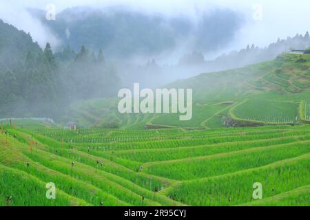 Maruyama Senmaida Foto Stock